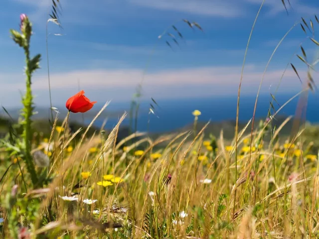 printemps-avril-en-corse-du-sud-porto-vecchio