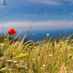 printemps-avril-en-corse-du-sud-porto-vecchio